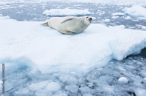 Fur Seal lying on ice flow
