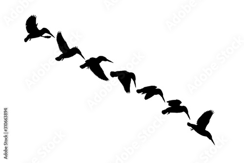 Flying birds. Kingfisher. Vector image. White background.