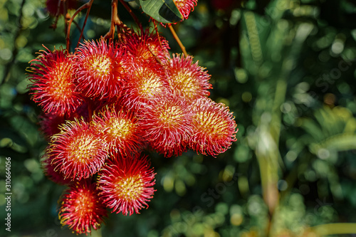 Plenty of rambutan on the tree with light flare