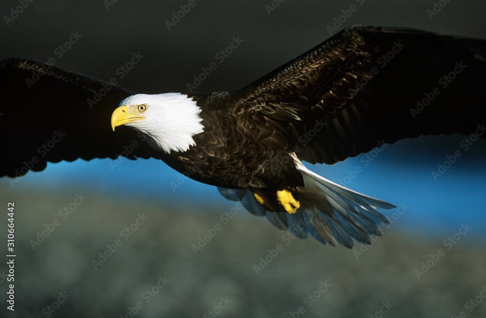 Fototapeta premium Bald Eagle in flight