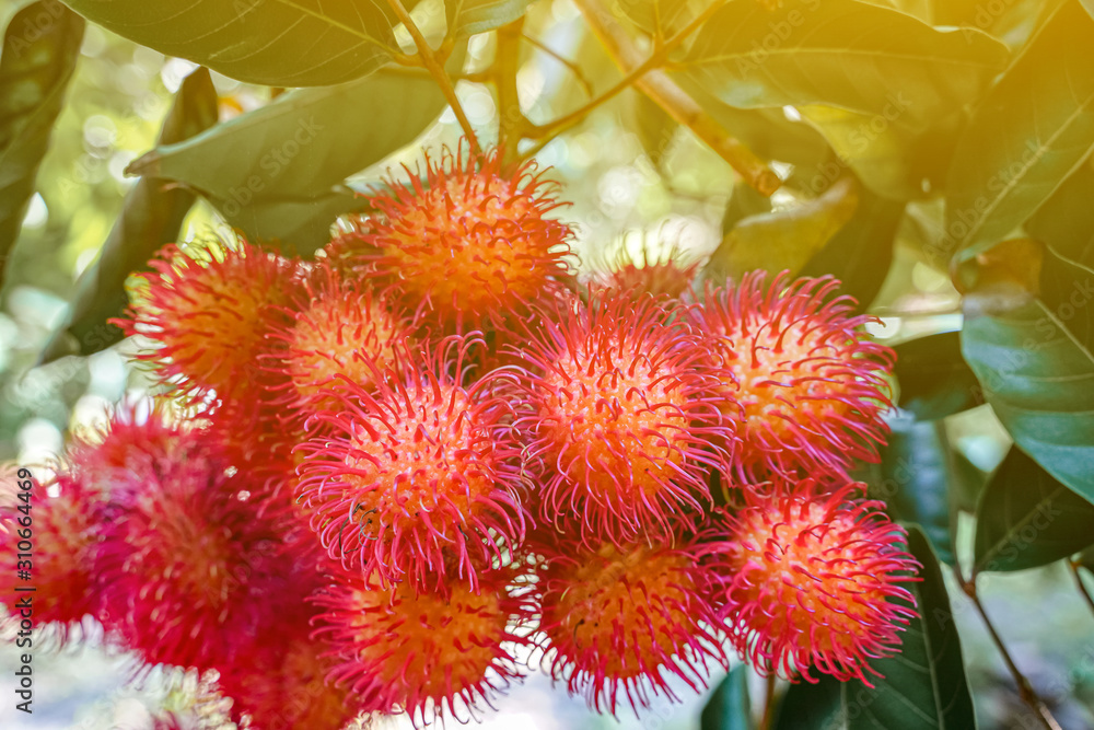 Plenty of rambutan on the tree with light flare Plenty of rambutan on the tree with light flare