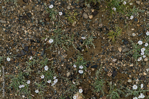 The texture of fine stone on the ground with grass and flowers. Background Image Macro Photography
