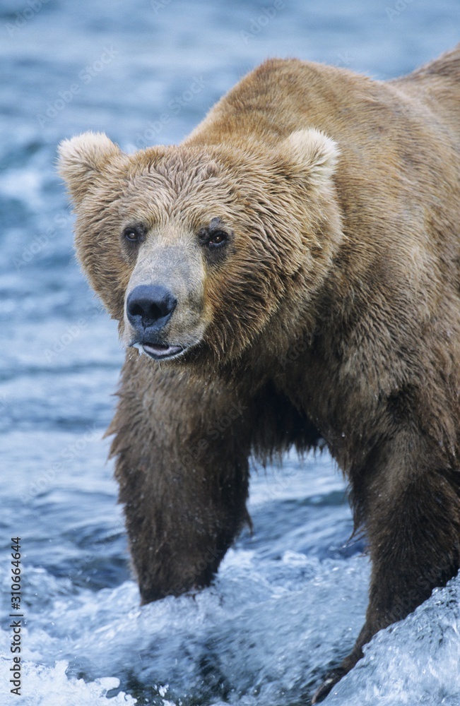 Grizzly bear standing in river Grizzly bear standing in river