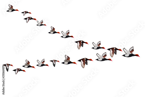 Flying birds. Vector image. White background. V formation. Duck: Red crested Pochard. Netta rufina