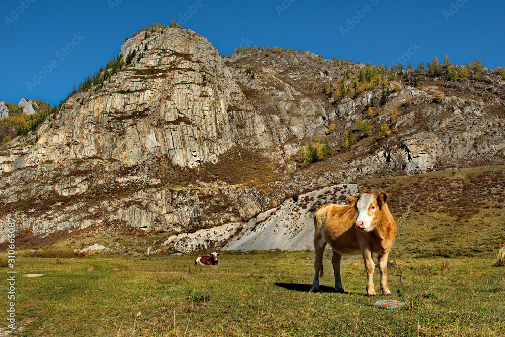 Russia. mountain Altai. Grazing cows on cold autumn pastures along the Chui tract.