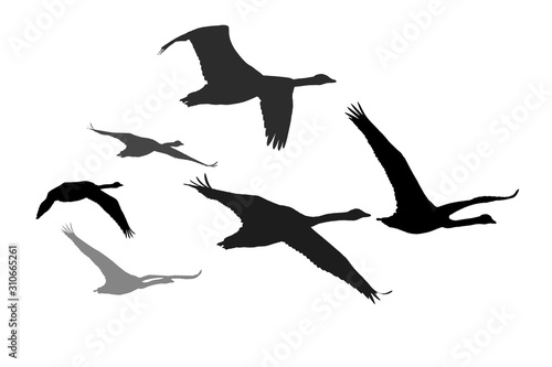 Flying swans. Vector image. White background.