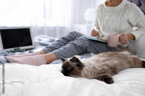 Woman with her cute Balinese cat on bed at home, closeup. Fluffy pet