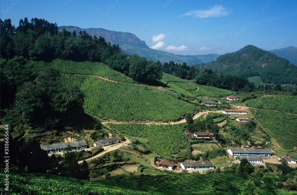 Tea plantation elevated view