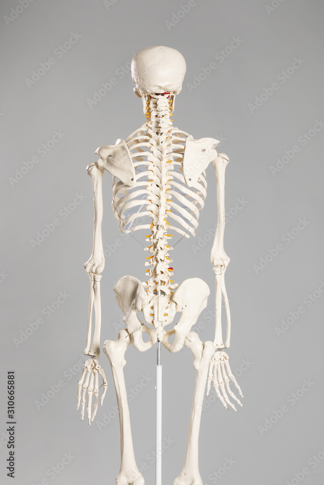 Artificial human skeleton model on grey background, back view Artificial human skeleton model on grey background, back view