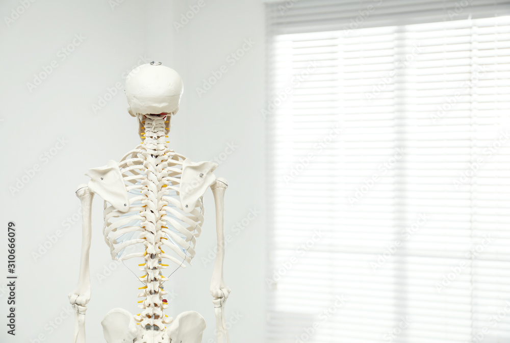 Artificial human skeleton model near window indoors, back view. Space for text Artificial human skeleton model near window indoors, back view. Space for text