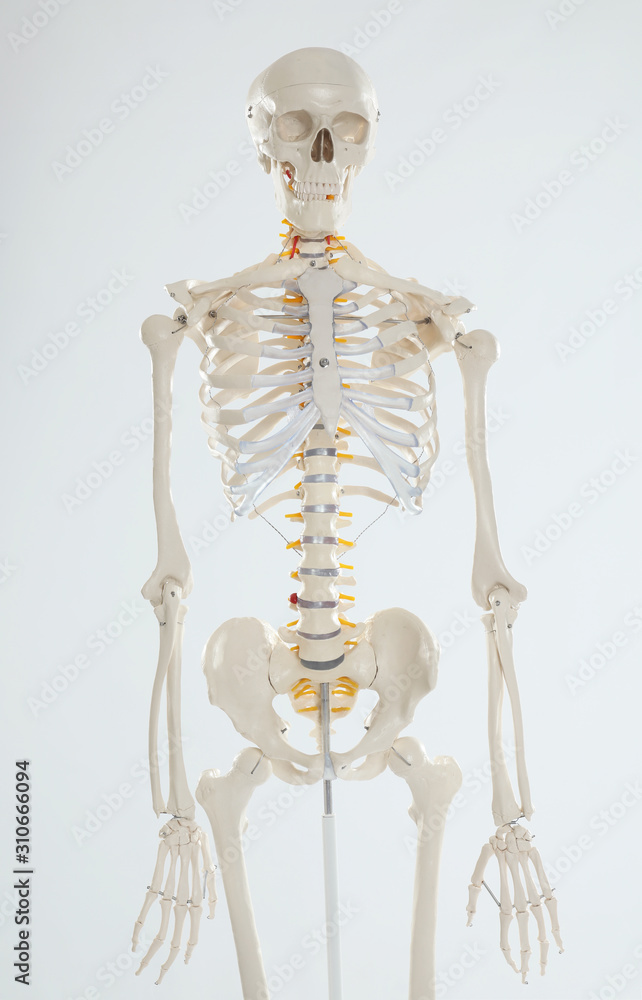 Artificial human skeleton model on white background Artificial human skeleton model on white background