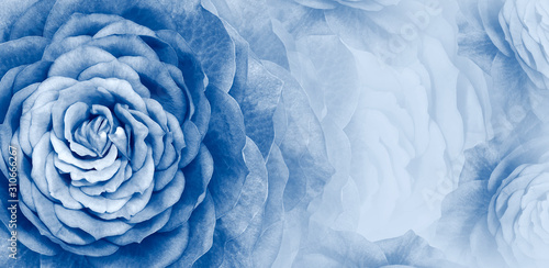 Fototapeta Naklejka Na Ścianę i Meble -  Floral blue-white beautiful background. Flower composition of roses flowers. Close-up. Nature.	