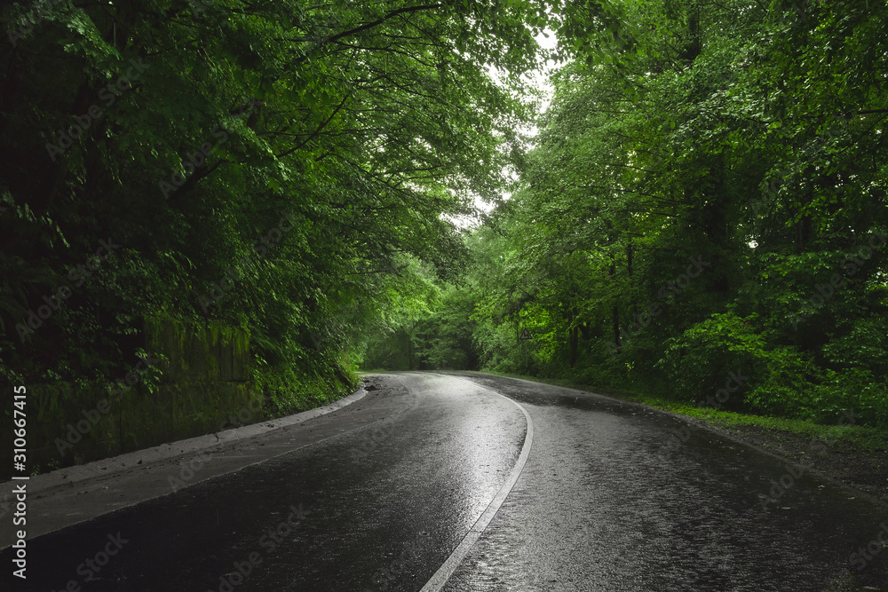 Road through forest. Rain. Overcast. Road through forest. Rain. Overcast.