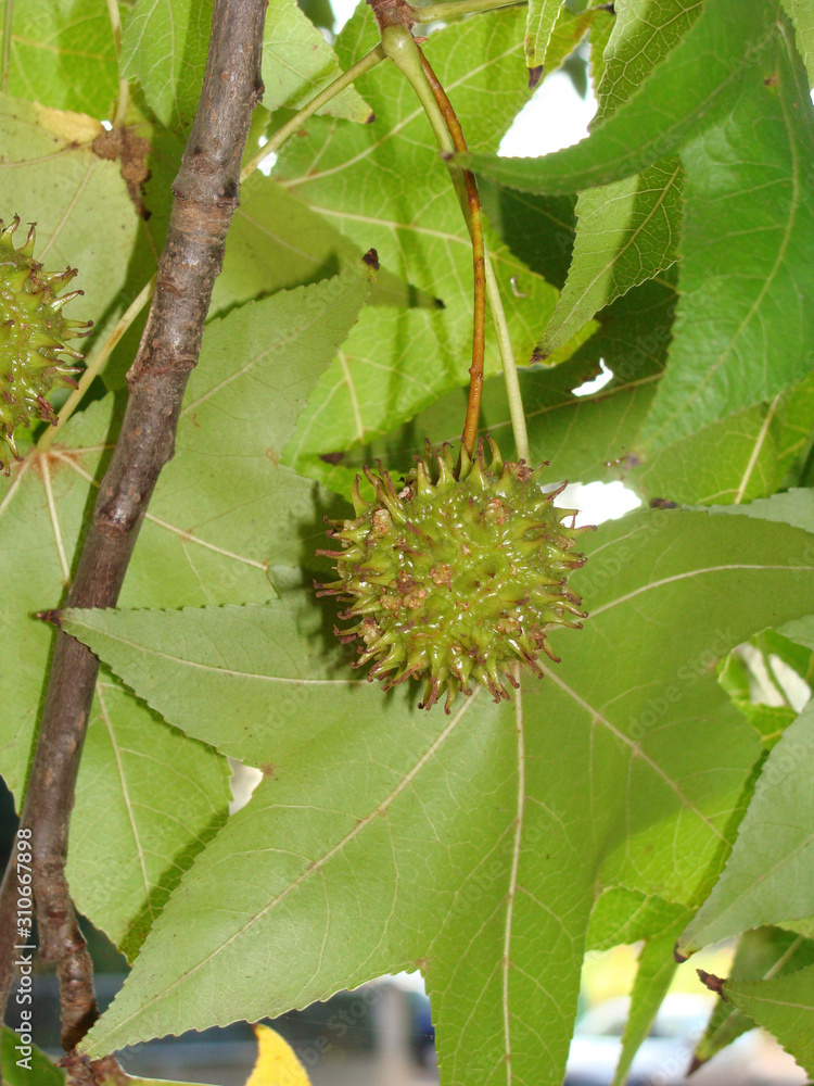 Liquidambar styraciflua Liquidambar styraciflua