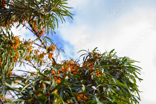 fruit tree sea buckthorn with bright orange berries on a background of green leaves