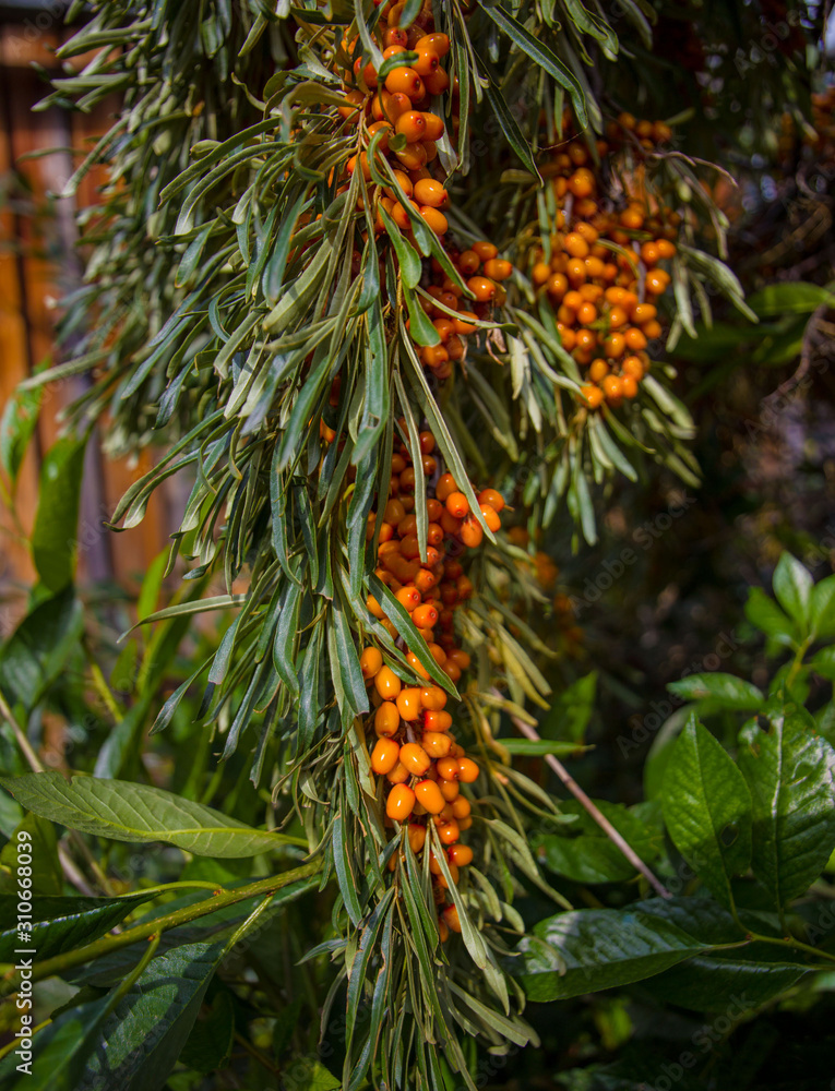 fruit tree sea buckthorn with bright orange berries on a background of green leaves fruit tree sea buckthorn with bright orange berries on a background of green leaves