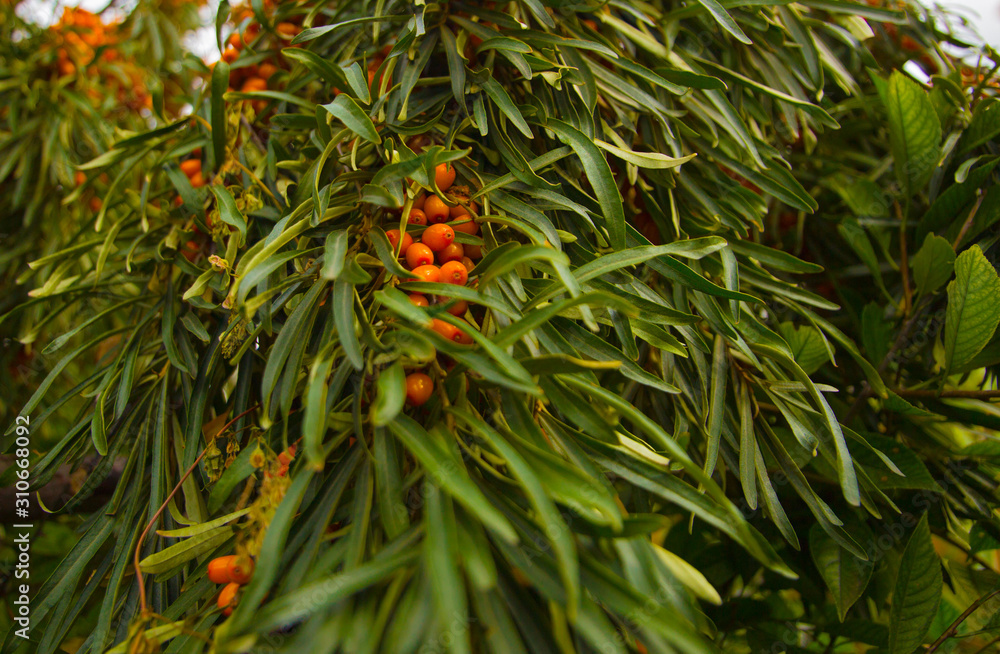 fruit tree sea buckthorn with bright orange berries on a background of green leaves