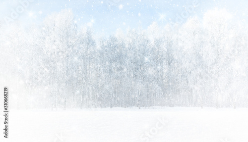 Strong blizzard in a birch grove. Winter abstract landscape. Background from falling snow. Panoramic image.