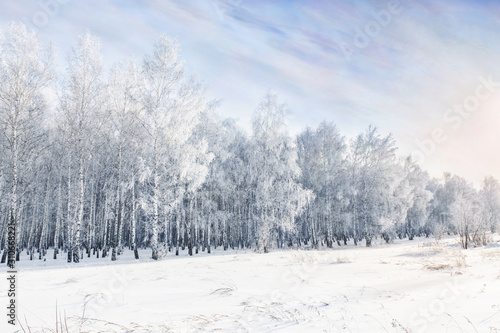 Winter frosty landscape. White birches covered with hoarfrost and snow. © kobzev3179