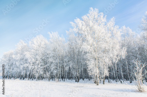 Winter frosty landscape. White birches covered with hoarfrost and snow