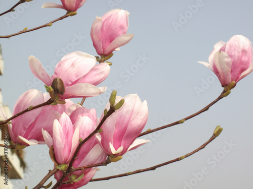 Magnolia × soulangeana