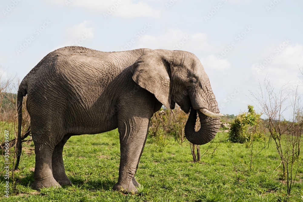 Philadelphia Zoo Elephant Exhibit Closure | MapQuest Travel