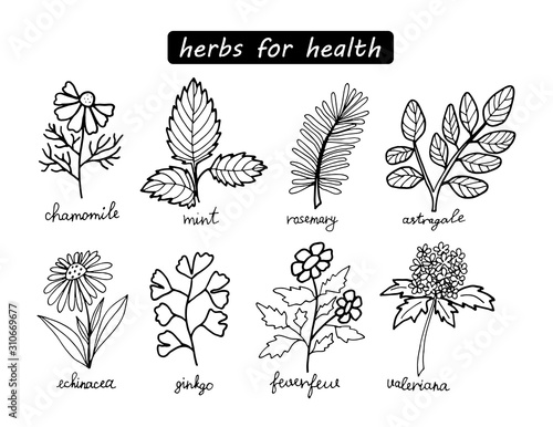 Black and white medical herbs set isolated on white background. Vector stock illustration. Hand drawing outline chamomile, mint, astragalus, valerian, gingko, rosemary and echinacea.