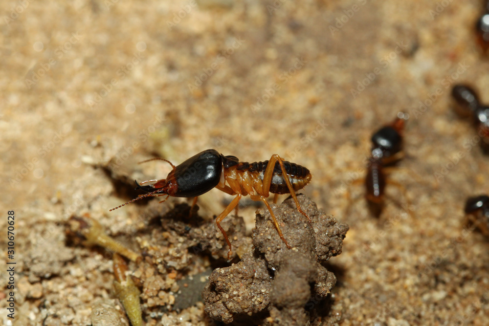 Close up Macro warrior termite ant in nature at thailand Close up Macro warrior termite ant in nature at thailand
