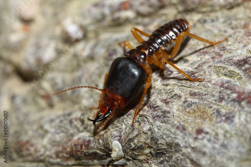 Close up Macro warrior termite ant in nature at thailand