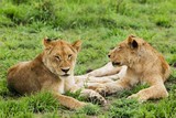 Female lions (Panthera leo) lying on grass