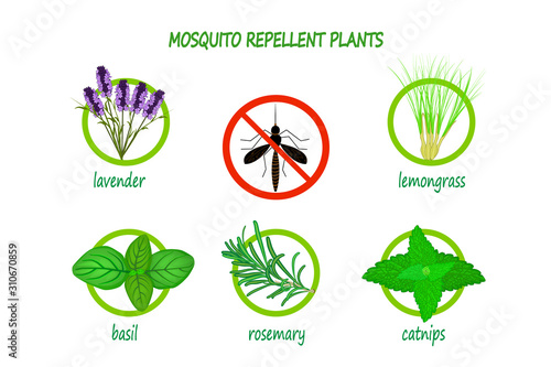Mosquito repellent plants infographic isolated on white background.   Plants to use as a natural mosquito repellent. Lavender, citronella, basil, rosemary and catnip. Stock vector illustration. EPS 10