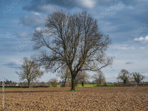 Tree with bare winter branches in a ploughed field in North Yorkshire, England, with a cloudy blue sky