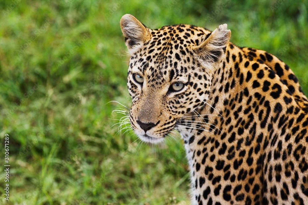Close-up of leopard (Panthera pardus) looking at camera Close-up of leopard (Panthera pardus) looking at camera