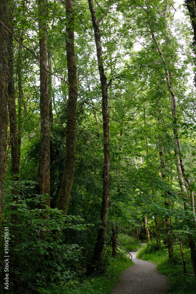 Obraz premium Fresh forest 