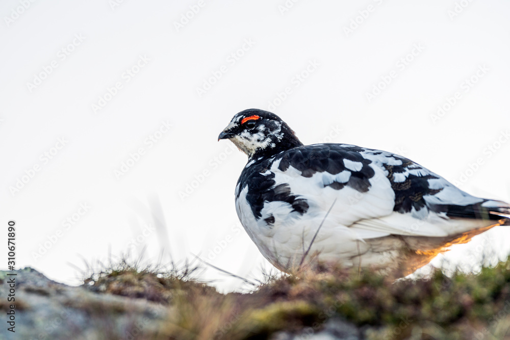 Obraz premium Ptarmigan closeup shot in the mountains with blurred out white background with soft golden light. Copy space for text. Wildlife, hunting and bird and food concept.