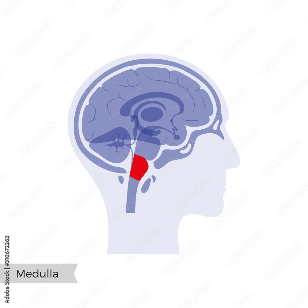 Vector illustration of Medulla oblongata