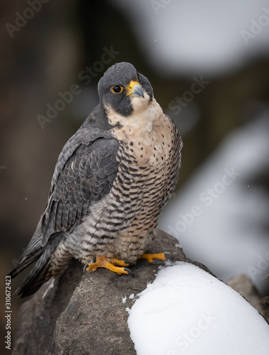 Peregine Falcon in New Jersey in Winter 