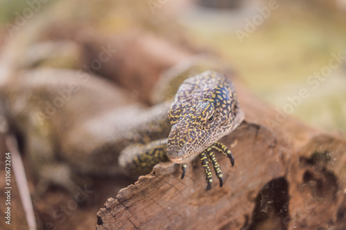 Big iguana lizard in terrarium - animal background
