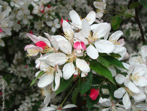 Malus floribunda photo