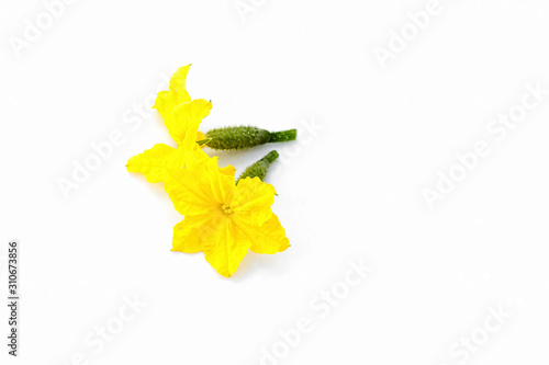 Flower and ovary of young cucumber on white background