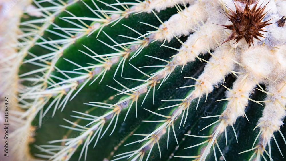 Close up of a thorny green cactus Close up of a thorny green cactus