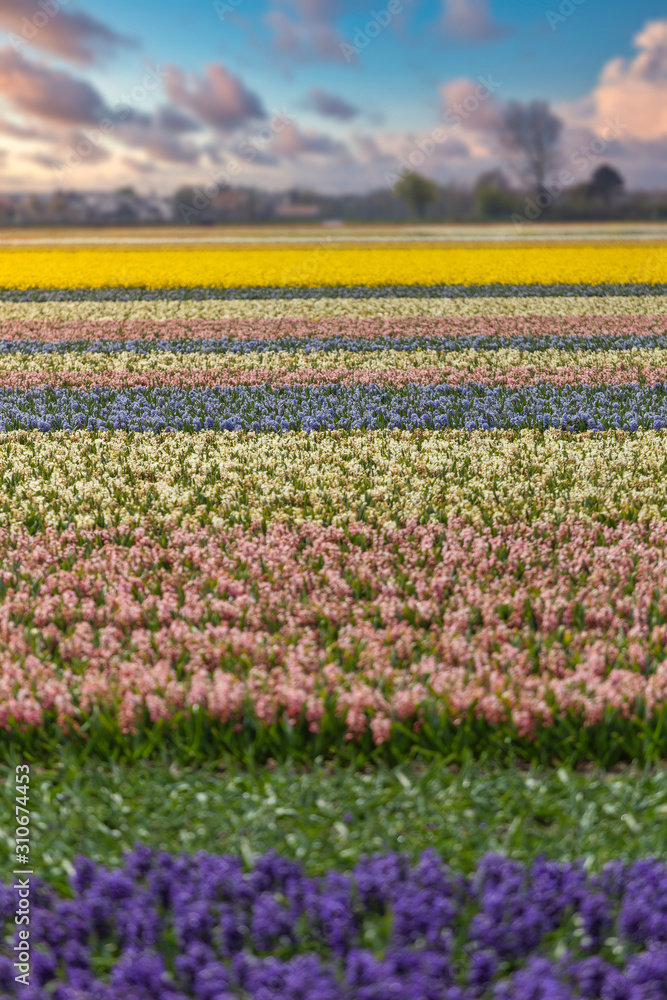 clean the tulips in the Netherlands.