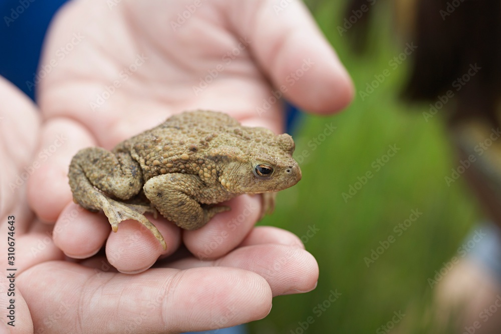 Hands Holding Frog Hands Holding Frog