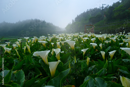 Callalily flower at Yangmingshan National Park at Zhuzihu Taiwan. photo