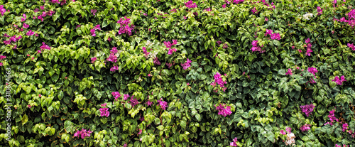 Foto Green hedge background with purple flowers