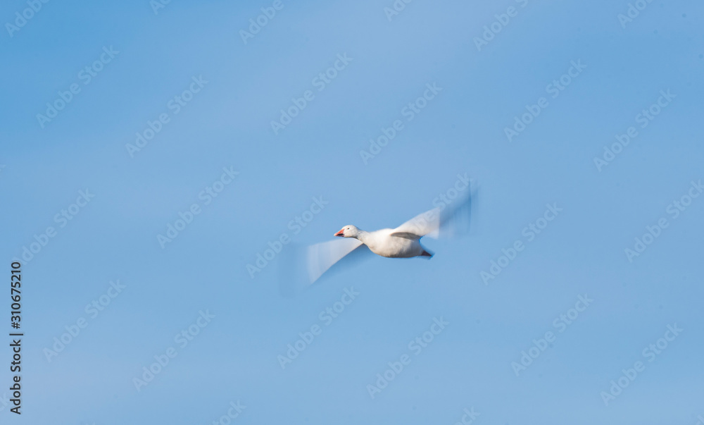 Obraz premium Intentional blur of a snow goose shot on slow shutter