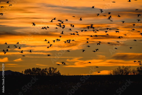 Snow geese flock at sunrise over Bosque