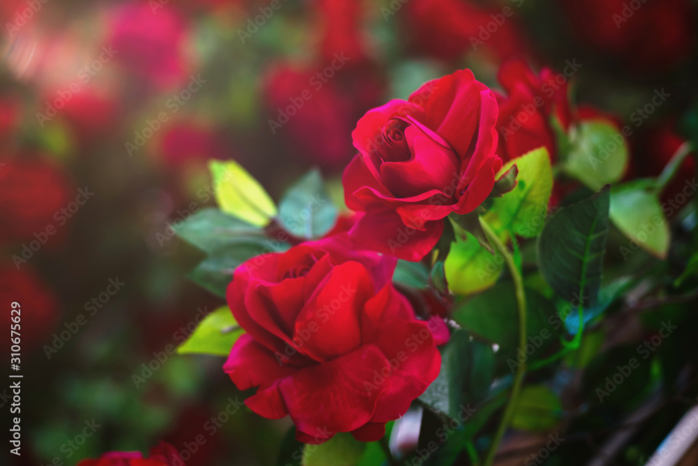 Fototapeta premium red rose flower as valentine background