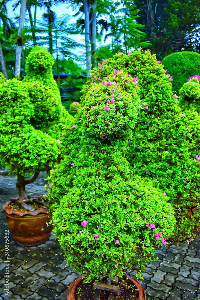 green plants in flower pots