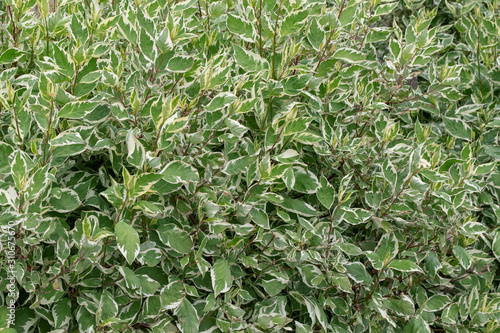 derain white. floral plant background from bush Cornus alba photo